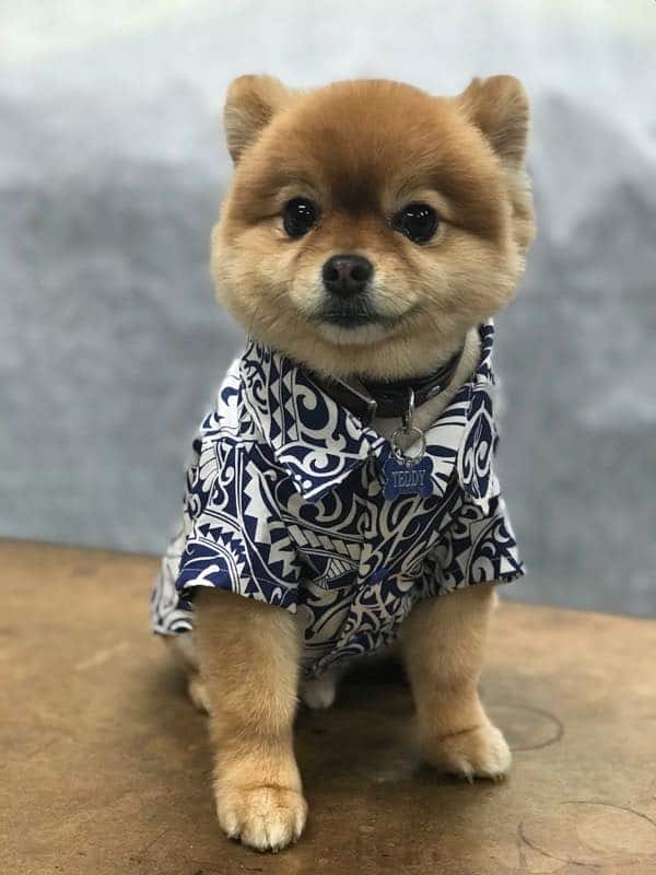 muumuu rainbow_dog-hawaiian-shirts