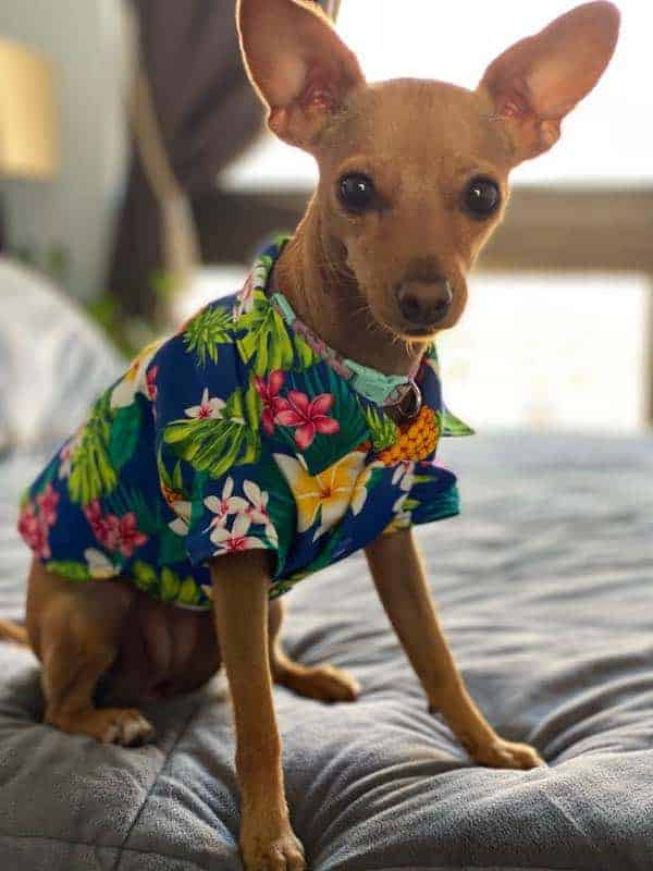 Ph2_muumuu rainbow_dog-shirt-blue-plumeria-pineapple muumuu rainbow_dog-shirt-blue-plumeria-pineapple