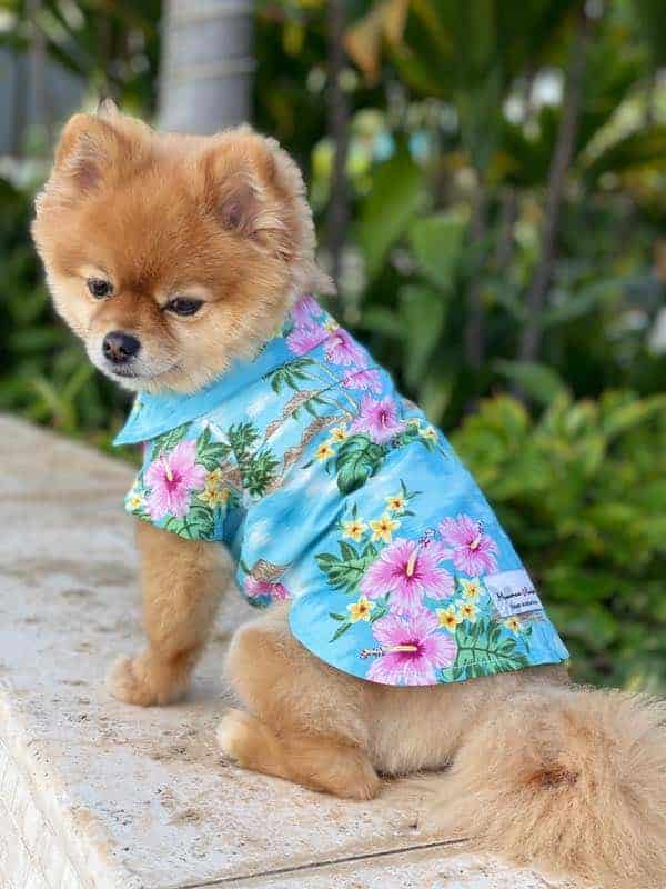 muumuu rainbow_dog hawaiian shirts blue