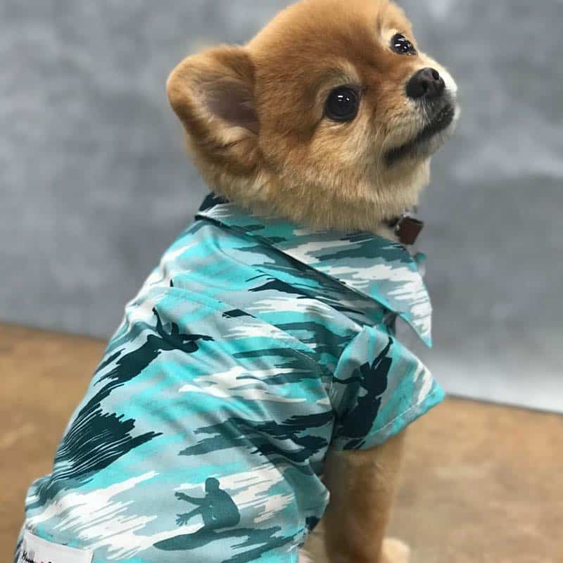Ph4_muumuu rainbow_dog-shirts muumuu rainbow_dog-shirts