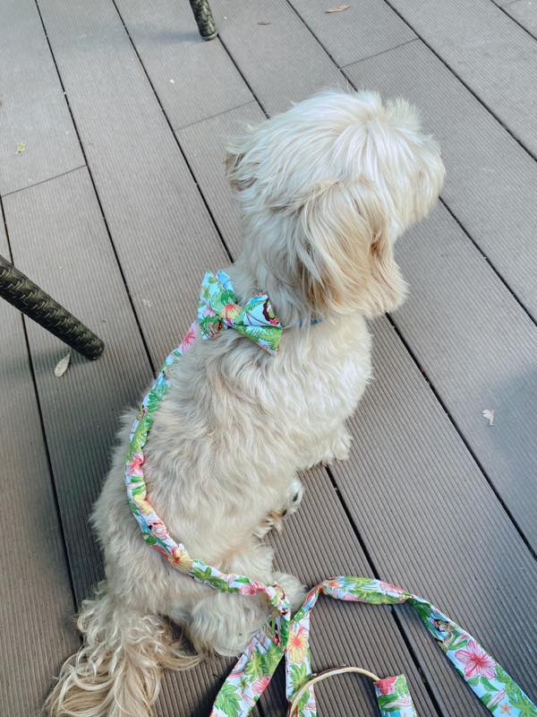 Ph6_muumuu rainbow_sanpo-bow-tie-dog fashions muumuu rainbow_sanpo-bow-tie-dog fashions