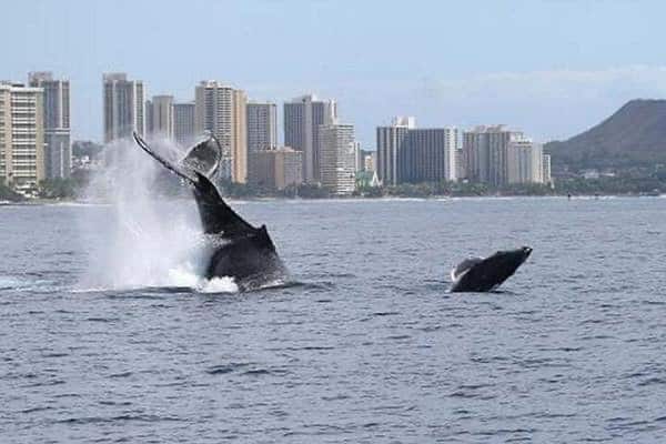 Paradise Water Sports whale watching