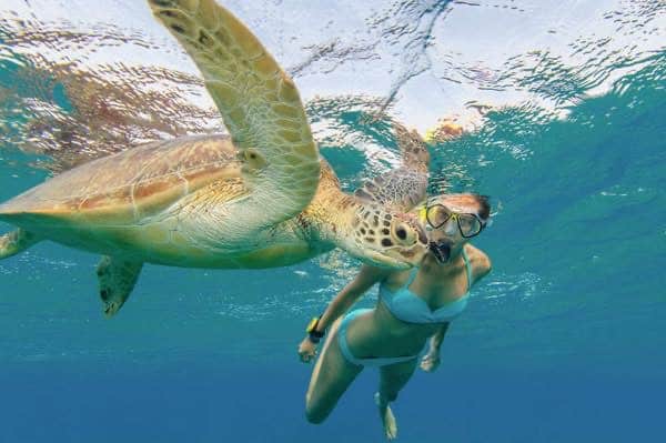 Paradise Water Sports turtle snorkeling