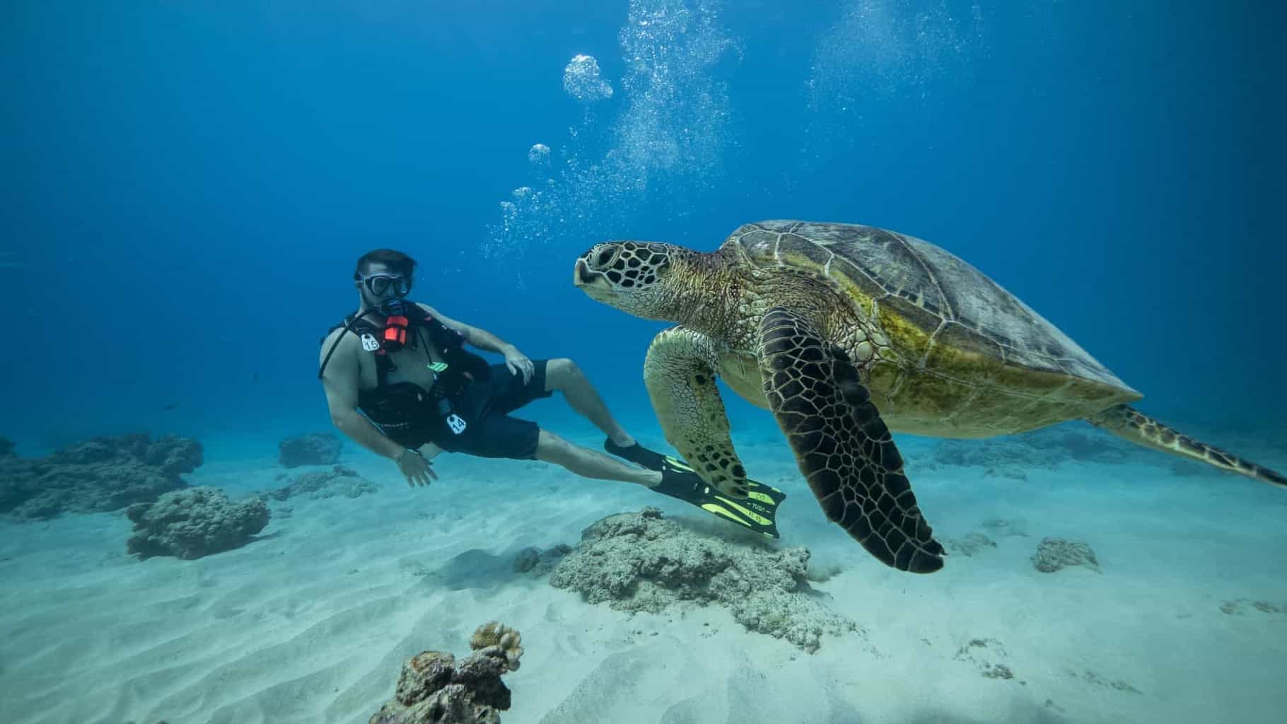 Dive Oahu
