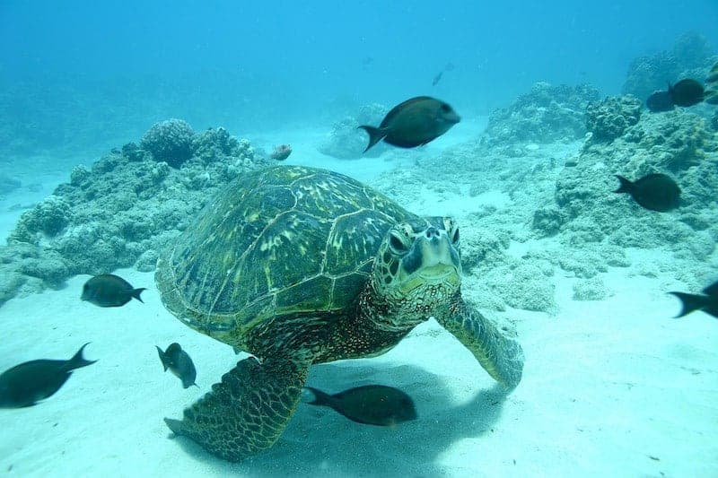 Experience the Turtles in the Wild!