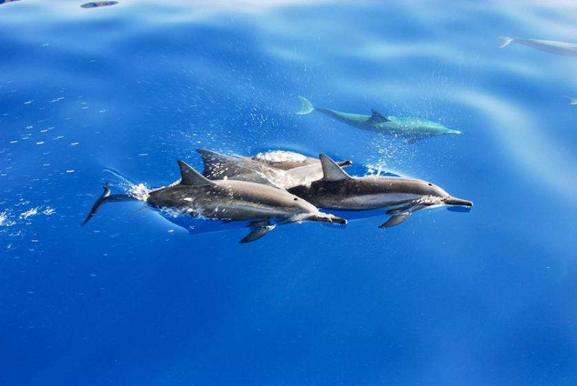 Experience the Dolphins in the Wild! ($179)