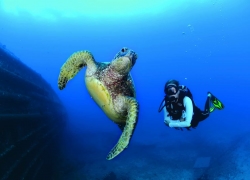 DIVE OAHU