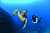 DIVE OAHU