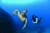 DIVE OAHU